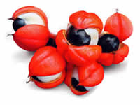 Guarana